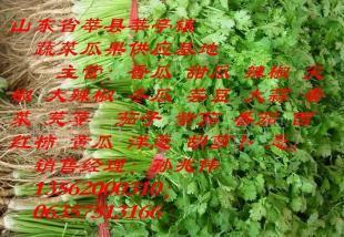 香菜批发市场现状与供应渠道解析 世界工厂网产品信息库视角